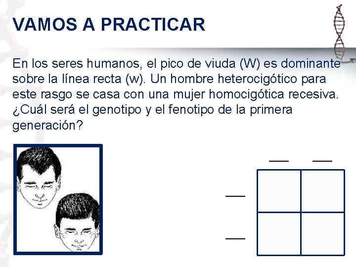 VAMOS A PRACTICAR En los seres humanos, el pico de viuda (W) es dominante