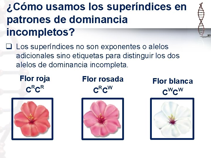 ¿Cómo usamos los superíndices en patrones de dominancia incompletos? q Los superíndices no son