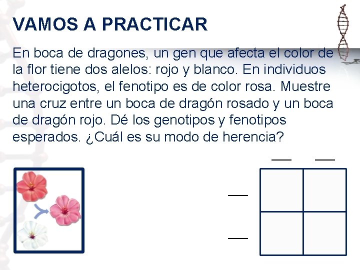 VAMOS A PRACTICAR En boca de dragones, un gen que afecta el color de