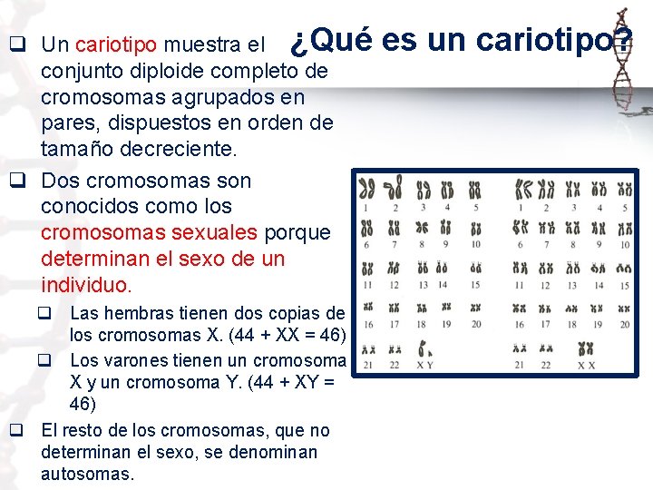 q Un cariotipo muestra el ¿Qué es un cariotipo? conjunto diploide completo de cromosomas
