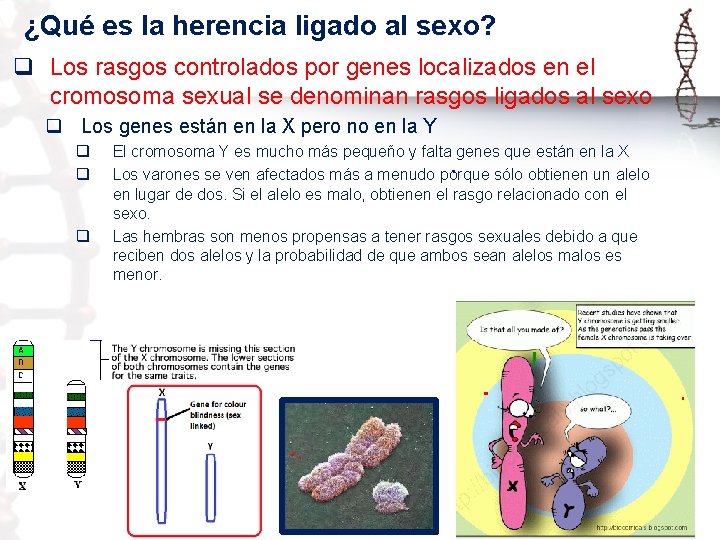 ¿Qué es la herencia ligado al sexo? q Los rasgos controlados por genes localizados