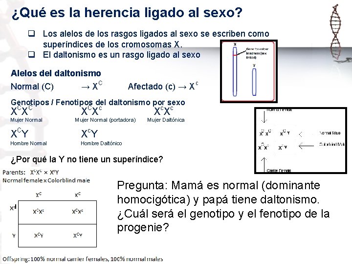 ¿Qué es la herencia ligado al sexo? q Los alelos de los rasgos ligados