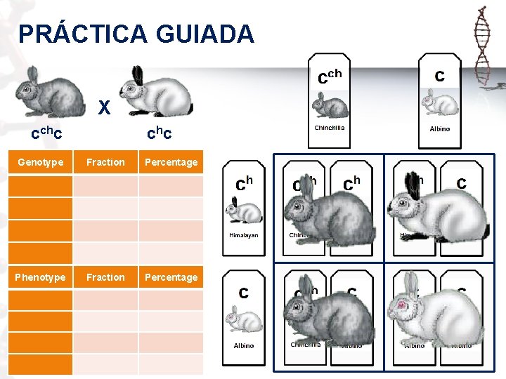 PRÁCTICA GUIADA X cchc chc Genotype Fraction Percentage Phenotype Fraction Percentage 