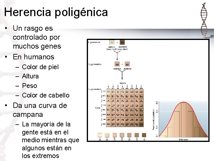 Herencia poligénica • Un rasgo es controlado por muchos genes • En humanos –