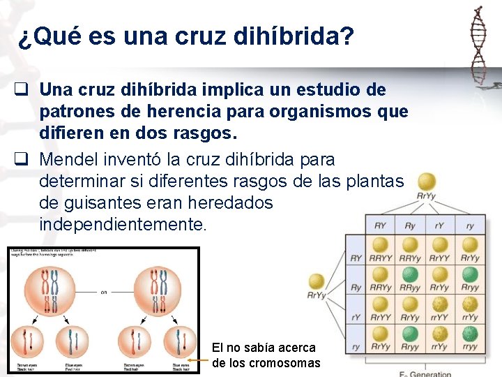 ¿Qué es una cruz dihíbrida? q Una cruz dihíbrida implica un estudio de patrones