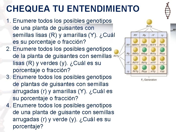 CHEQUEA TU ENTENDIMIENTO 1. Enumere todos los posibles genotipos de una planta de guisantes