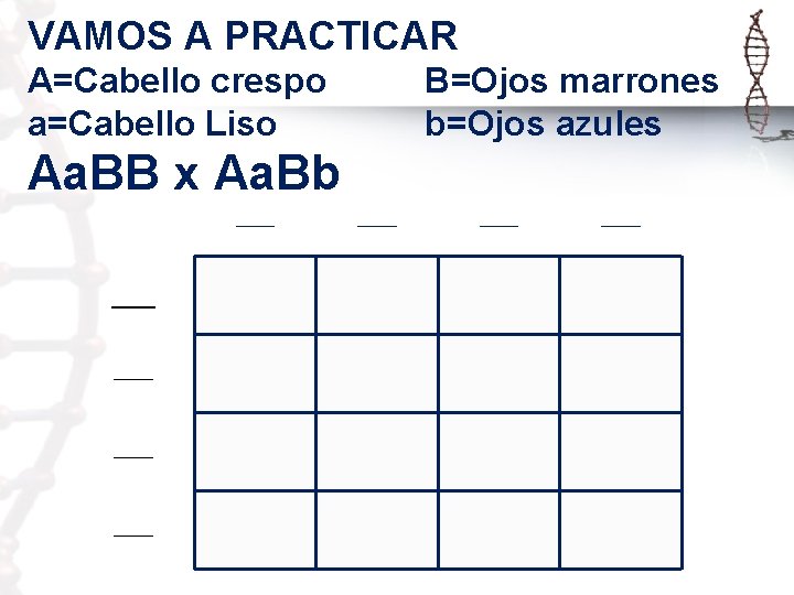 VAMOS A PRACTICAR A=Cabello crespo a=Cabello Liso B=Ojos marrones b=Ojos azules Aa. BB x