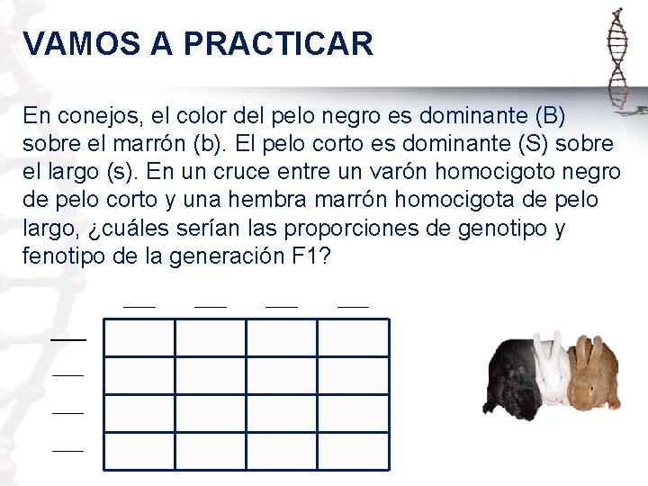 VAMOS A PRACTICAR En conejos, el color del pelo negro es dominante (B) sobre