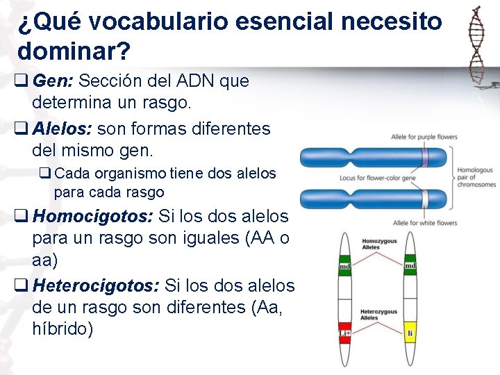 ¿Qué vocabulario esencial necesito dominar? q Gen: Sección del ADN que determina un rasgo.