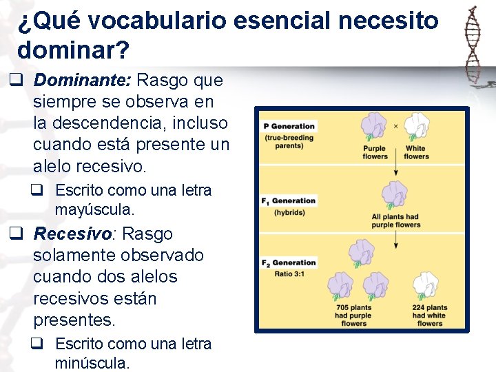 ¿Qué vocabulario esencial necesito dominar? q Dominante: Rasgo que siempre se observa en la