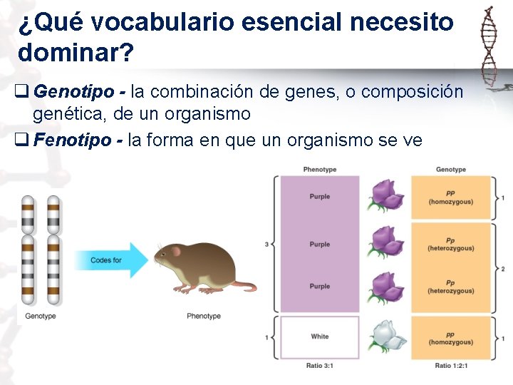 ¿Qué vocabulario esencial necesito dominar? q Genotipo - la combinación de genes, o composición