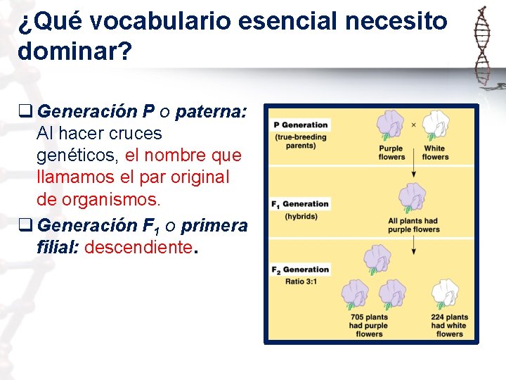 ¿Qué vocabulario esencial necesito dominar? q Generación P o paterna: Al hacer cruces genéticos,