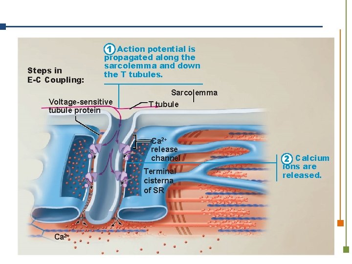 1 Action potential is Steps in E-C Coupling: propagated along the sarcolemma and down