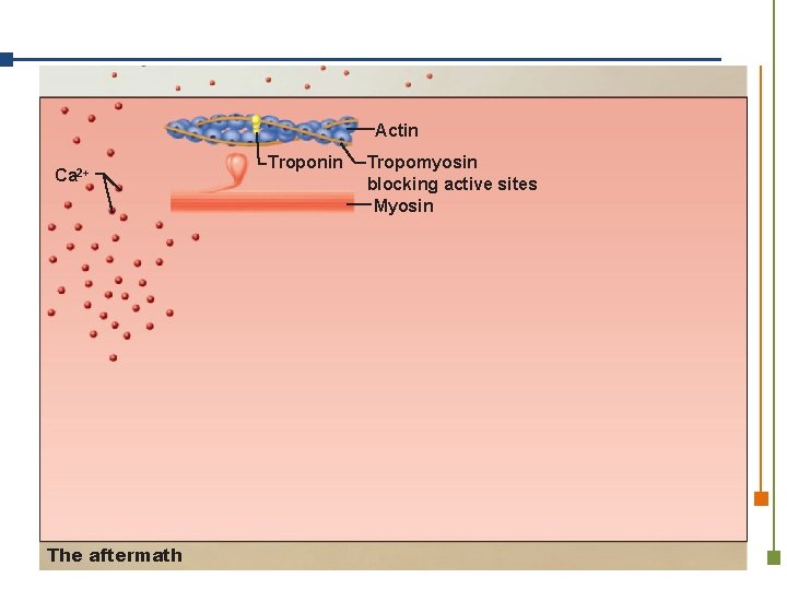 Actin Ca 2+ The aftermath Troponin Tropomyosin blocking active sites Myosin 