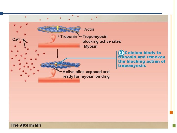 Actin Ca 2+ Troponin Tropomyosin blocking active sites Myosin 3 Calcium binds to troponin