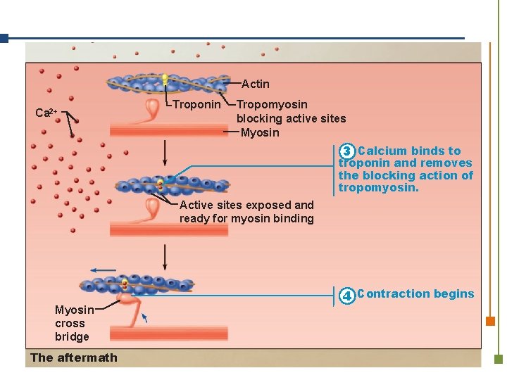 Actin Ca 2+ Troponin Tropomyosin blocking active sites Myosin 3 Calcium binds to troponin