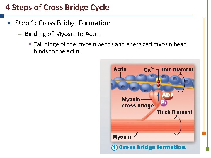 4 Steps of Cross Bridge Cycle • Step 1: Cross Bridge Formation – Binding