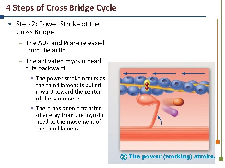 4 Steps of Cross Bridge Cycle • Step 2: Power Stroke of the Cross