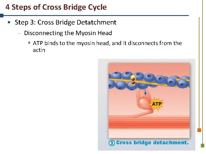 4 Steps of Cross Bridge Cycle • Step 3: Cross Bridge Detatchment – Disconnecting