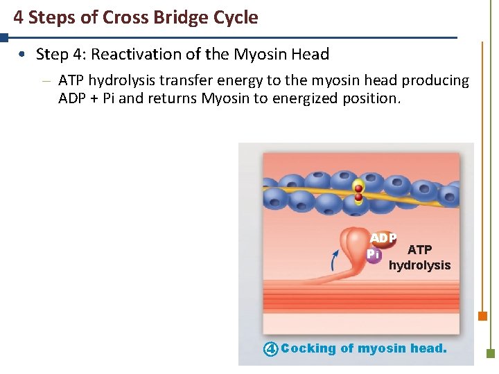 4 Steps of Cross Bridge Cycle • Step 4: Reactivation of the Myosin Head