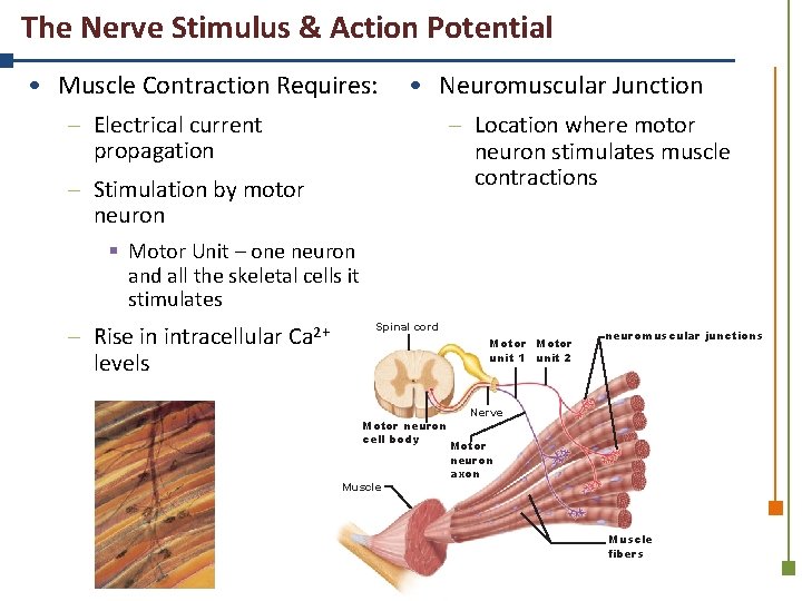 The Nerve Stimulus & Action Potential • Muscle Contraction Requires: • Neuromuscular Junction –