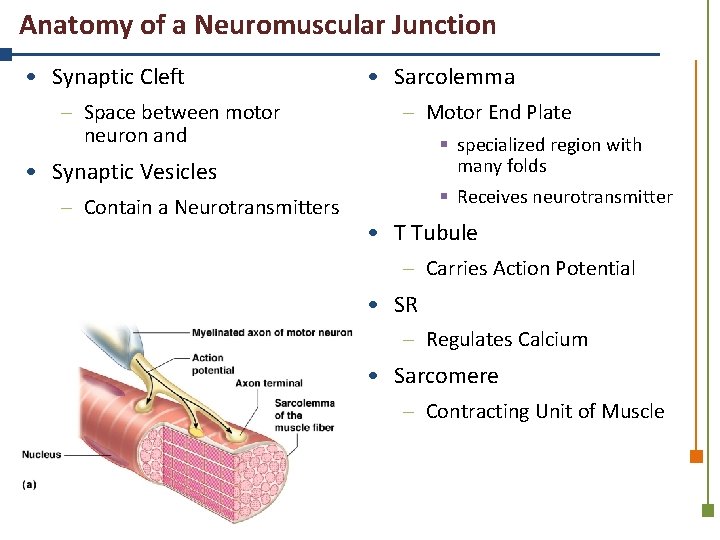 Anatomy of a Neuromuscular Junction • Synaptic Cleft – Space between motor neuron and