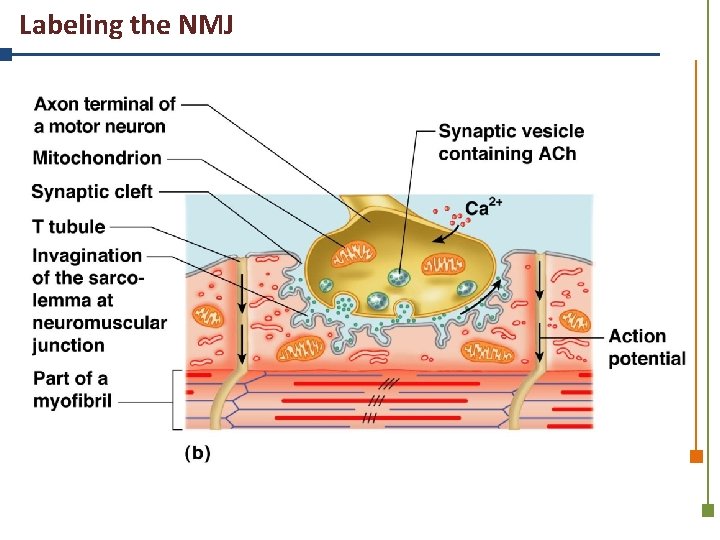 Labeling the NMJ 