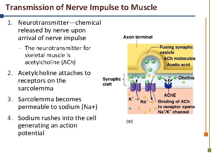 Transmission of Nerve Impulse to Muscle 1. Neurotransmitter—chemical released by nerve upon arrival of