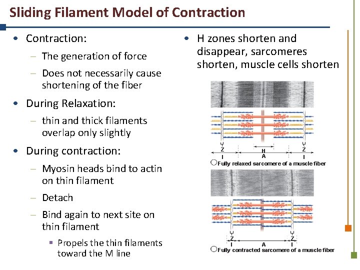 Sliding Filament Model of Contraction • Contraction: – The generation of force – Does