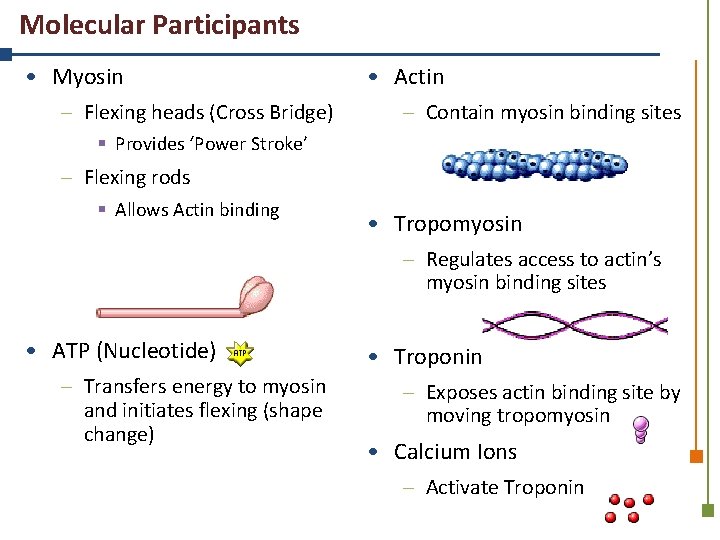 Molecular Participants • Myosin – Flexing heads (Cross Bridge) • Actin – Contain myosin