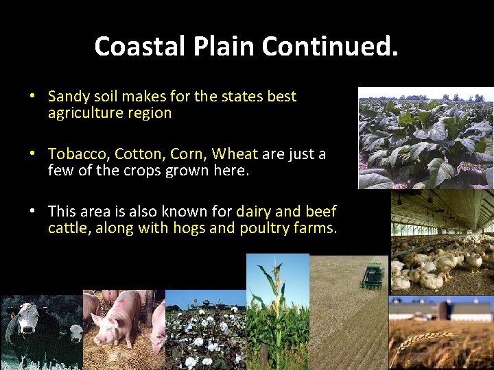 Coastal Plain Continued. • Sandy soil makes for the states best agriculture region • Coastal Plain Continued. • Sandy soil makes for the states best agriculture region •