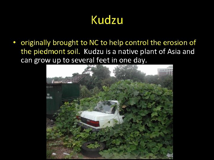 Kudzu • originally brought to NC to help control the erosion of the piedmont Kudzu • originally brought to NC to help control the erosion of the piedmont
