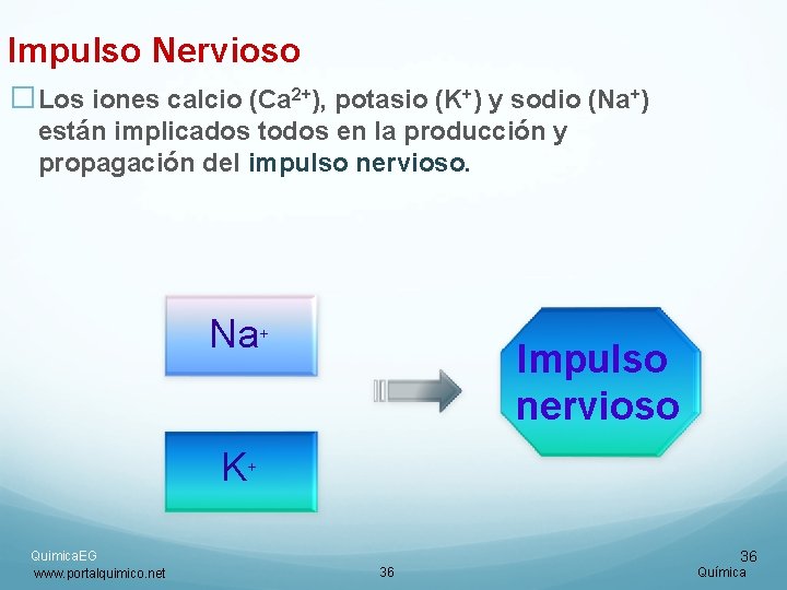 Impulso Nervioso �Los iones calcio (Ca 2+), potasio (K+) y sodio (Na+) están implicados Impulso Nervioso �Los iones calcio (Ca 2+), potasio (K+) y sodio (Na+) están implicados