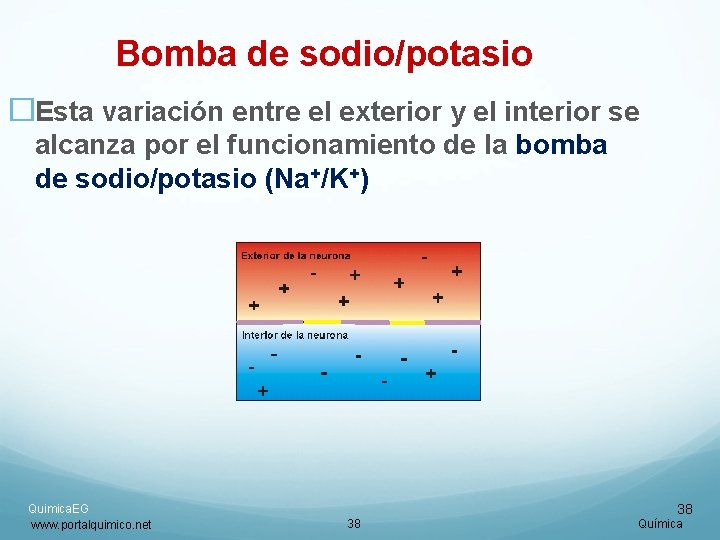 Bomba de sodio/potasio �Esta variación entre el exterior y el interior se alcanza por Bomba de sodio/potasio �Esta variación entre el exterior y el interior se alcanza por