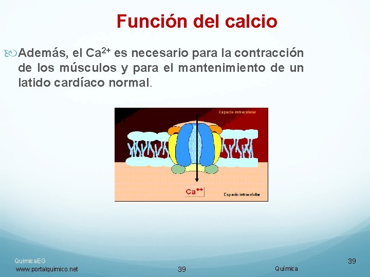 Función del calcio Además, el Ca 2+ es necesario para la contracción de los Función del calcio Además, el Ca 2+ es necesario para la contracción de los