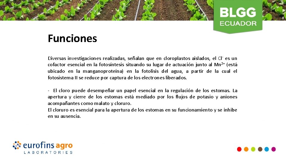 Funciones Diversas investigaciones realizadas, señalan que en cloroplastos aislados, el Cl- es un cofactor