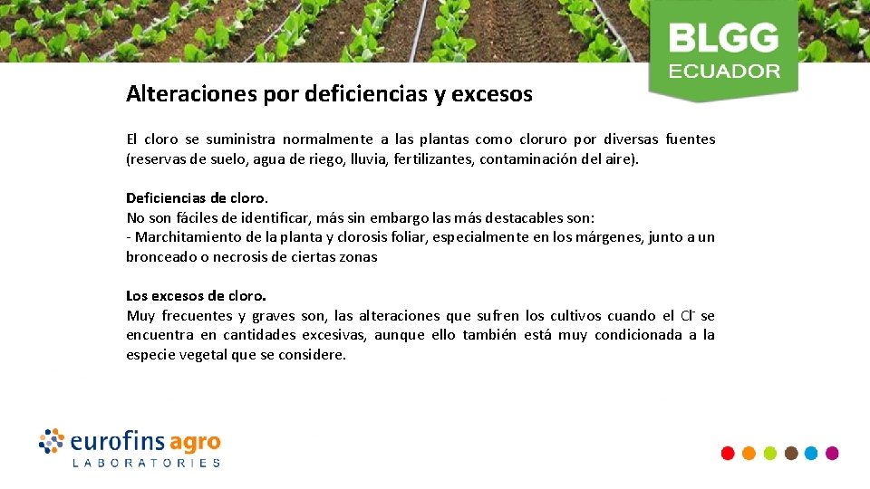 Alteraciones por deficiencias y excesos El cloro se suministra normalmente a las plantas como