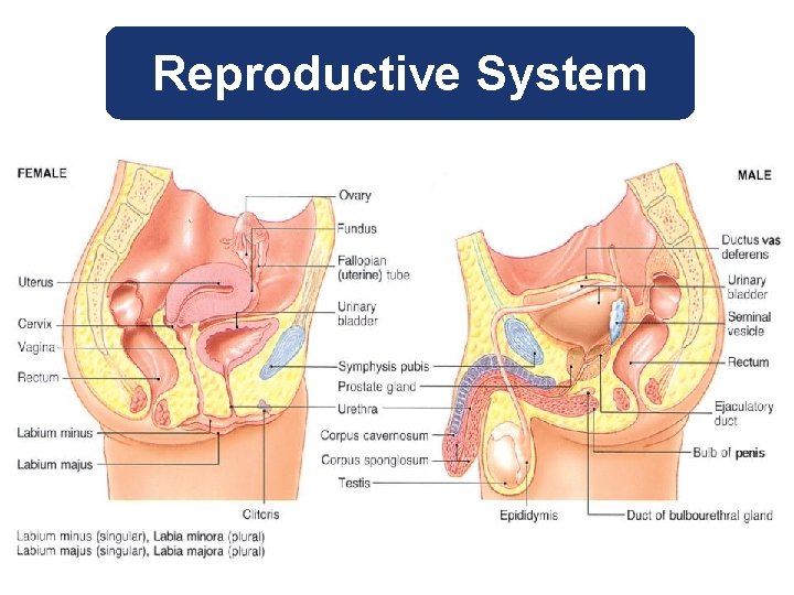 Reproductive System 