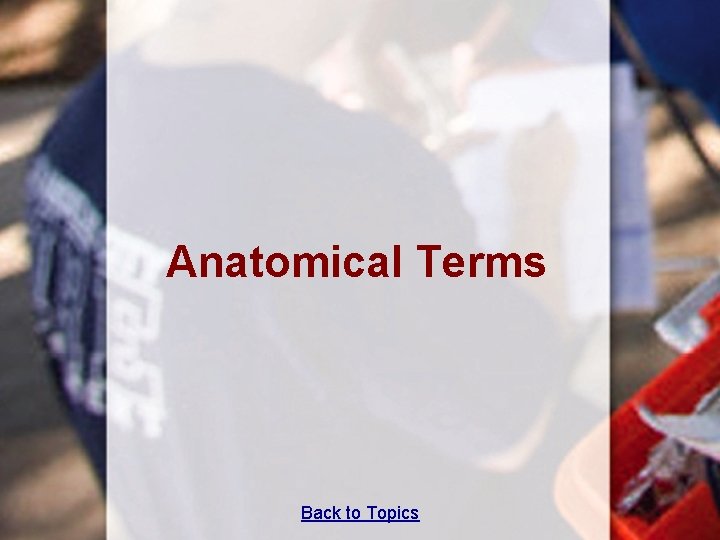 Anatomical Terms Back to Topics 