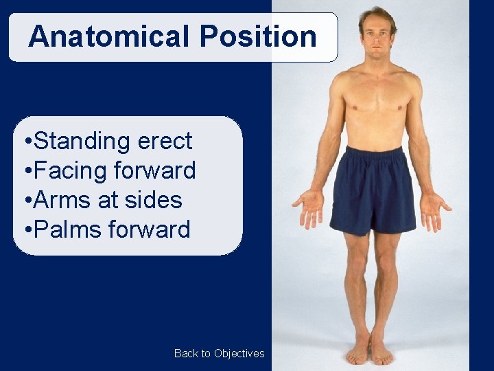 Anatomical Position • Standing erect • Facing forward • Arms at sides • Palms