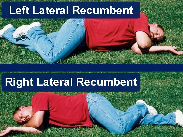 Left Lateral Recumbent Right Lateral Recumbent 