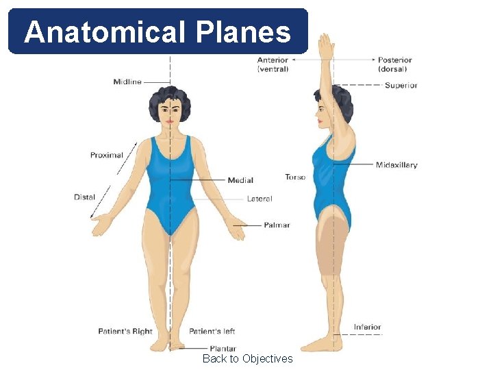 Anatomical Planes Back to Objectives 
