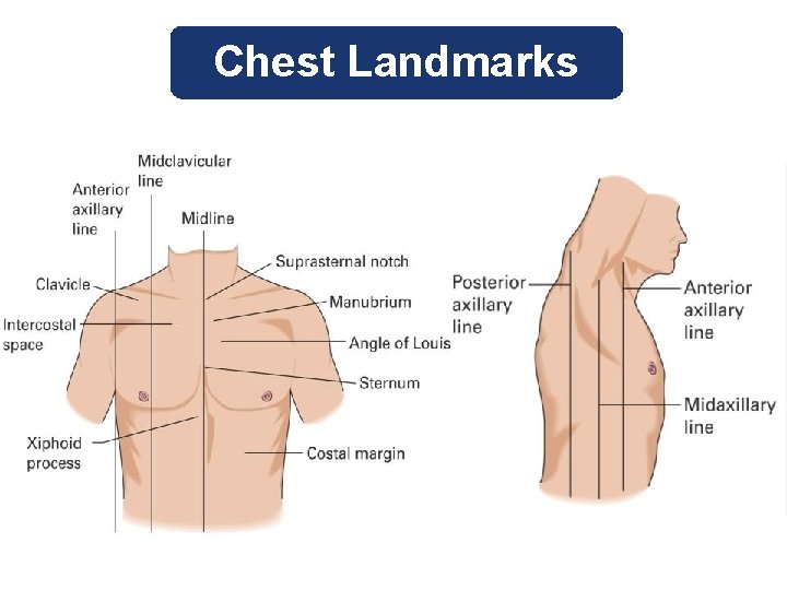 Chest Landmarks 