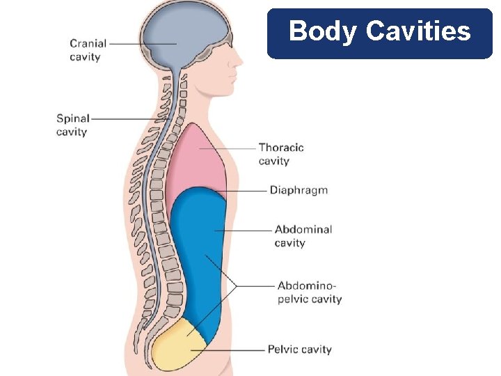 Body Cavities 