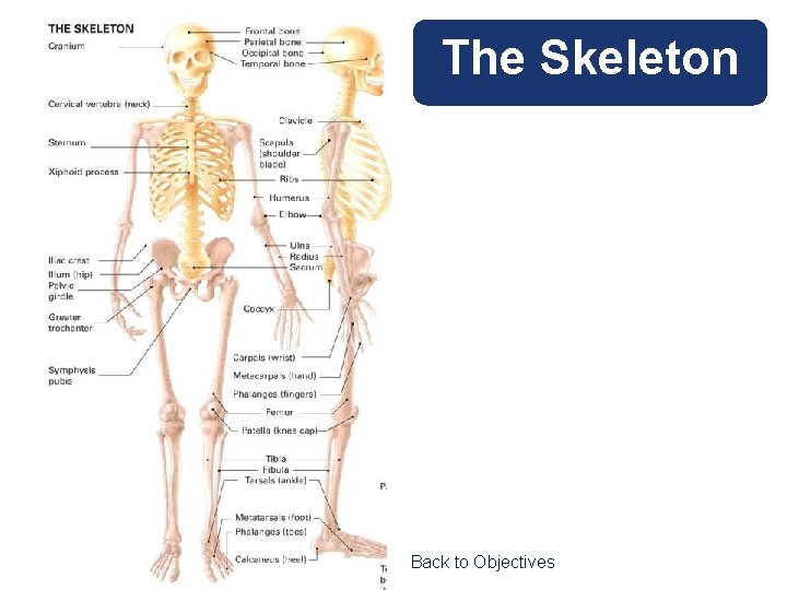 The Skeleton Back to Objectives 