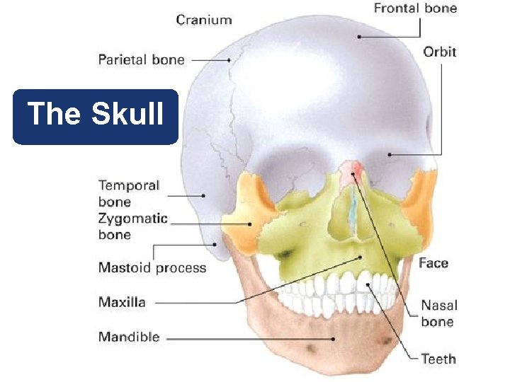 The Skull 