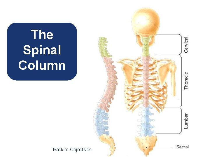 The Spinal Column Back to Objectives 