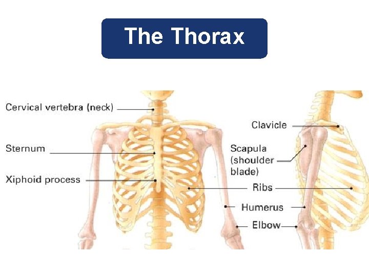 The Thorax 