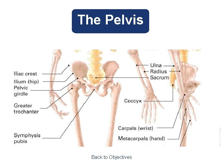 The Pelvis Back to Objectives 