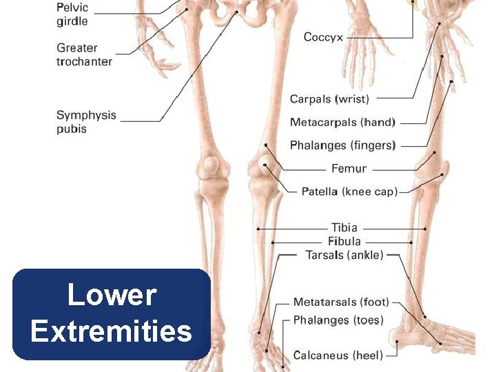 Lower Extremities 